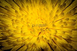 花,開花,濕