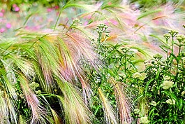 大麥,谷物,穗