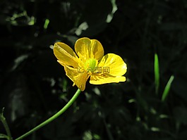 毛茛,黃色,血壓