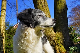 性質(zhì),動物,狗