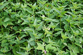 薄荷,花園,t恤