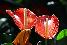 馬蹄蓮,紅色,花