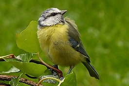 動(dòng)物,鳥,藍(lán)雀