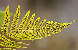 蕨葉,蕨類,綠色