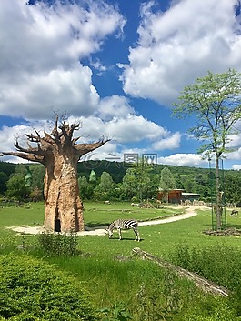 大自然,木材,baobab