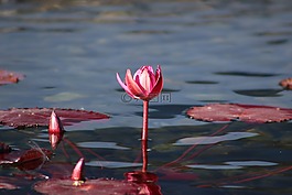 水百合,粉紅色,花