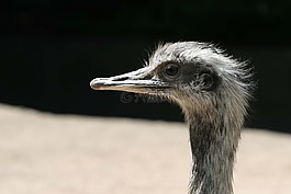 鴕鳥(niǎo),斯特勞斯,動(dòng)物園