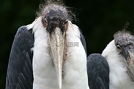 maribu,動物園,鳥