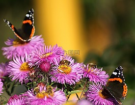 阿斯特拉,于秋花,花芽