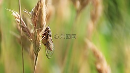 蟬,夏季,昆蟲