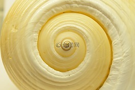 外殼,螺旋特寫鏡頭,背景