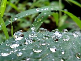 水,葉,自然
