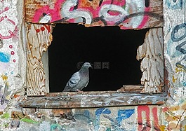 鴿子,鳥,窗口