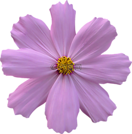 宇宙,花,花園