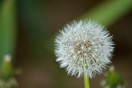 花,蒲公英,性質(zhì)
