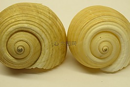 貽貝,關(guān)閉,蝸牛殼