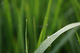 大自然,露水,綠色