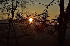 西,太陽,樹