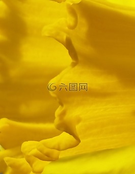 喇叭花,黃色,特寫