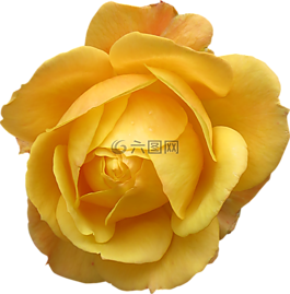 花,玫瑰,黃色