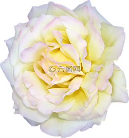 花,玫瑰,白
