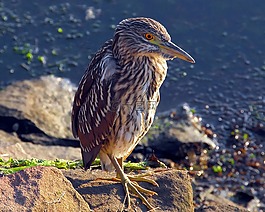 鳥,夜鷺,鷺