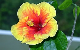 芙蓉,红色黄色,锦葵