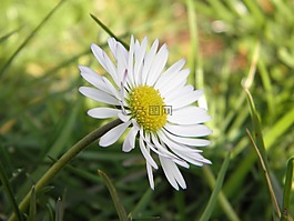 雛菊,宏,廠