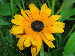 小花,向日葵,草