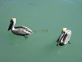 佩利坎,野生動(dòng)物,水禽