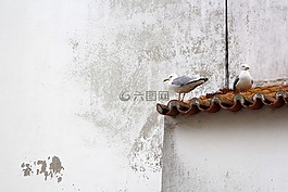 鷗,鳥,動物