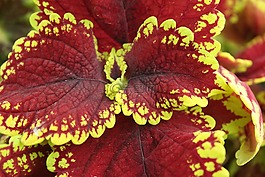 森林,紅色,顏色