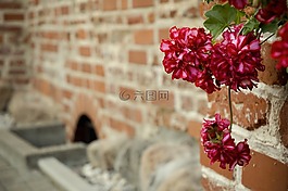 花,紅色,戶(hù)外