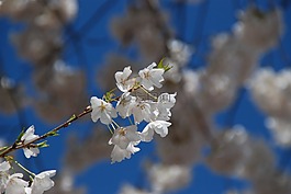 樱花,华盛顿特区,旅游