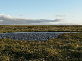 冰島,湖,草