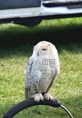 雪鸮,猫头鹰,鸟