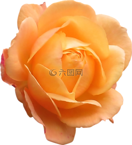 玫瑰,橙色,花