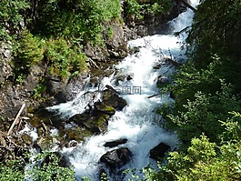 過(guò)獨(dú)身生活,河,野生