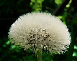 便服,蒲公英的种子,levirágzott