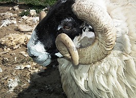 羊,羊毛,ram