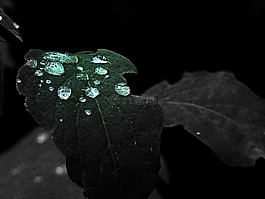 綠色,葉,雨滴