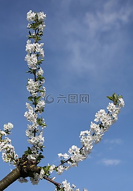 櫻花,科,天空