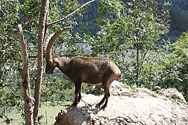 ibex,动物区系,性质