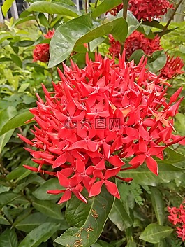 自然,花,植物區(qū)系