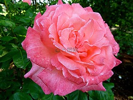 玫瑰,植物區(qū)系,花