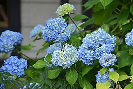 花,绣球,蓝色