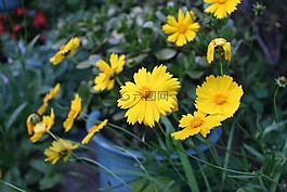 黛西,黃色,花園