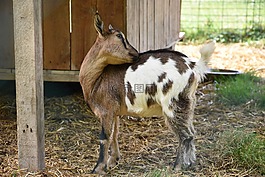 山羊,動物,國內(nèi)