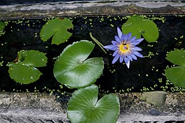 蓮花,水,昆蟲