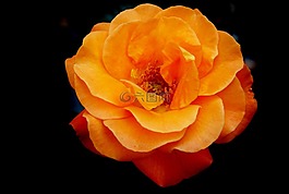玫瑰,芽,開花